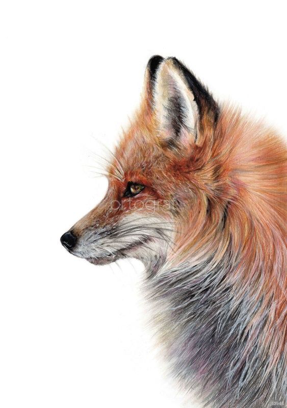 Рыжая Art.30948