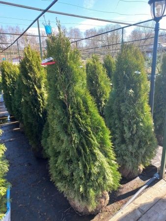 Туя западная Смарагд м 160-180 Тула