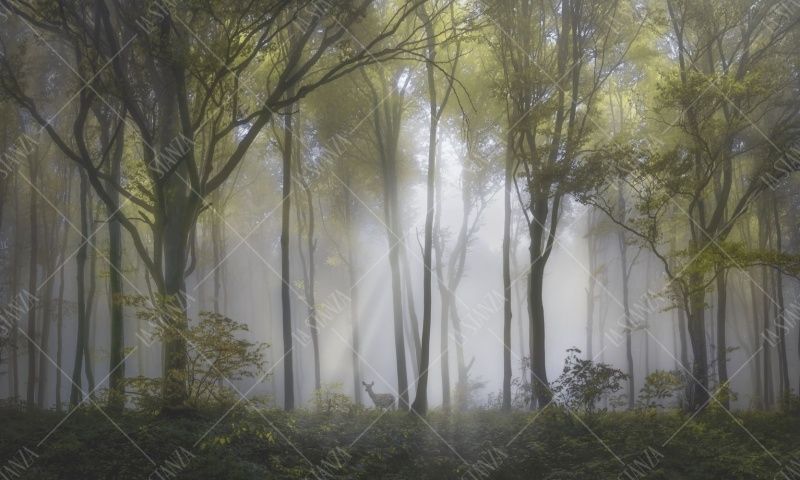 Фреска ALBA Natura арт. 800171