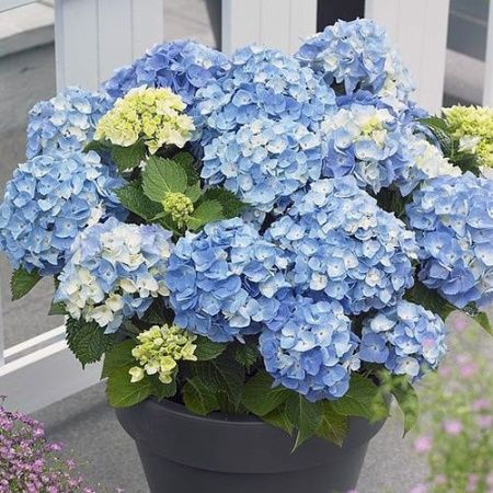 Гортензия крупнолистная "Minty Ice" (Минти Айс)