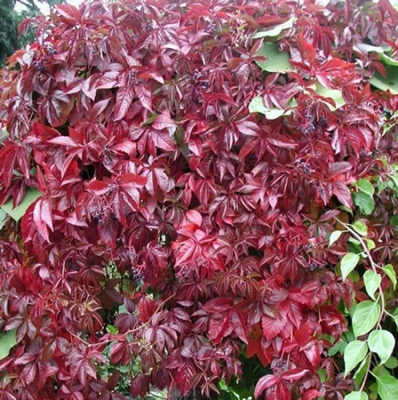 Виноград девичий Мурорум С3