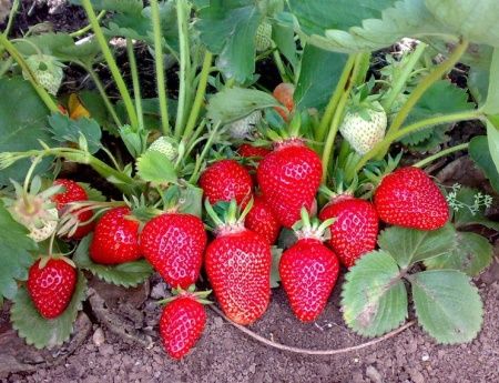 Земляника Кардинал