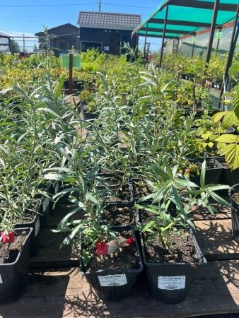 Облепиха Московская ананасная