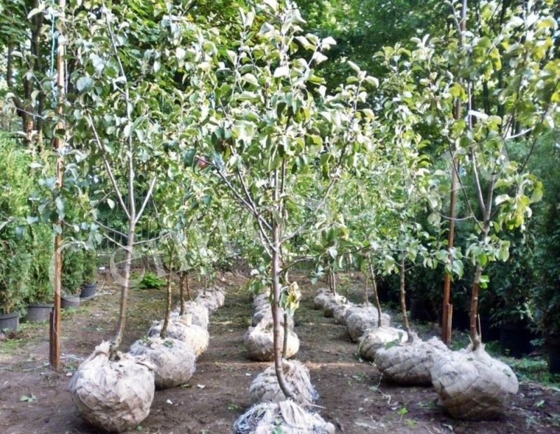 груша москвичка Груша Москвичка