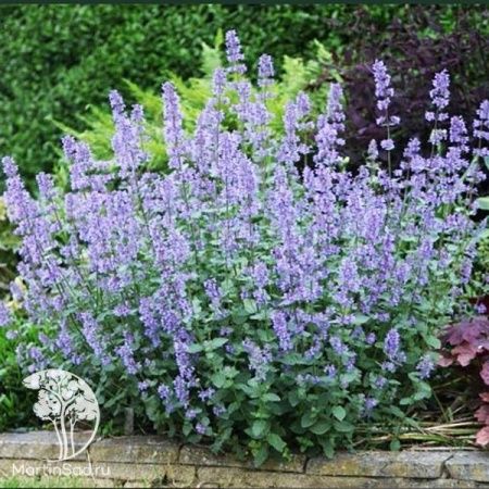 Котовник фассена "Лайт Блю" С3