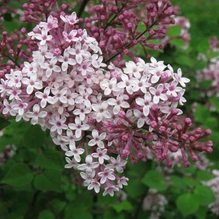 Сирень Мейера "Josee" (Джози)