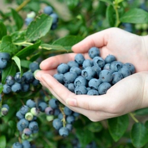 Голубика Ковилл