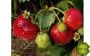 Земляника Русский размер