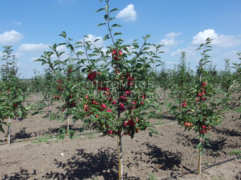 яблоня "долго" Яблоня "Долго"