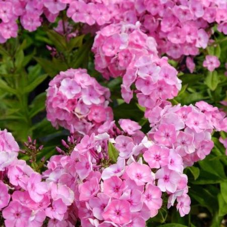 Флокс метельчатый 'Flame Pink Eye' (С2-С3)