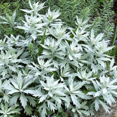 Полынь Людовика (С2-С3)