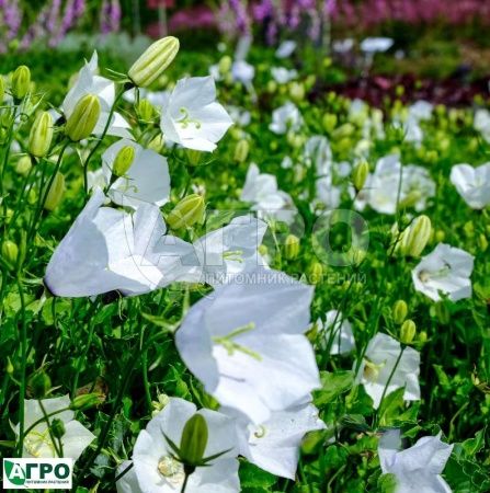 Колокольчик карпатский белый (С2-С3)