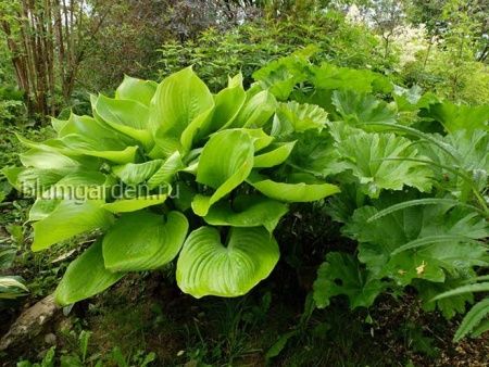 Хоста гибридная Сам энд субстанс Большая