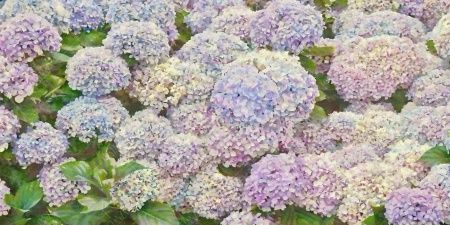 Фреска ALBA Flora арт. 800285