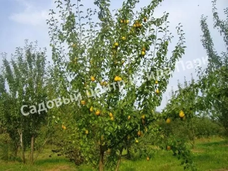 Груша Чижовская