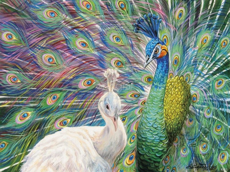 Я за тобой как за стеной Art.8227