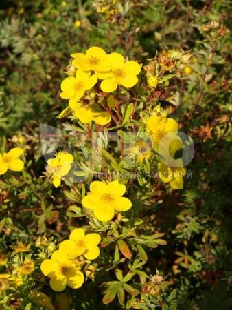 Лапчатка кустарниковая 'Goldfinger' (С3, 040-060)