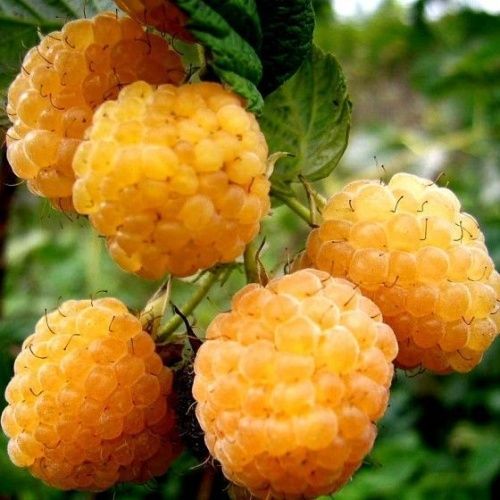 Малина Желтый гигант
