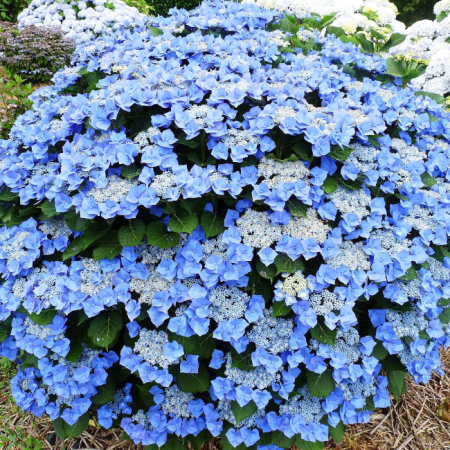 Гортензия крупнолистная "Teller blue" (Теллер Блю)