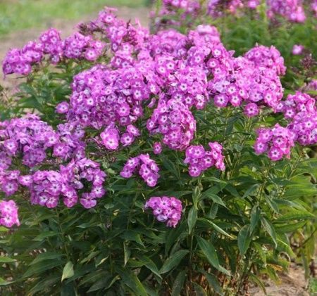 Флокс метельчатый 'Uspech' (С1,5)