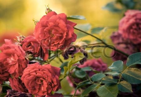 Ветка шиповника, арт. ID11708