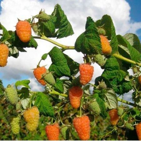 малина оранжевое чудо Малина Оранжевое чудо