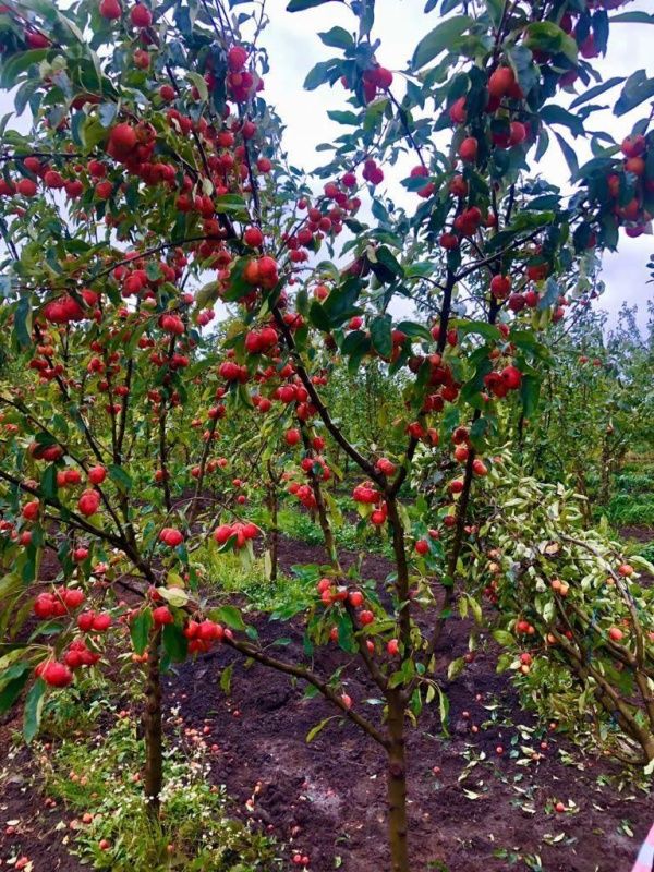 яблоня китайка Яблоня Китайка