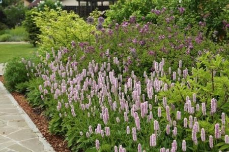 Горец змеиный . . . . . С2. . .