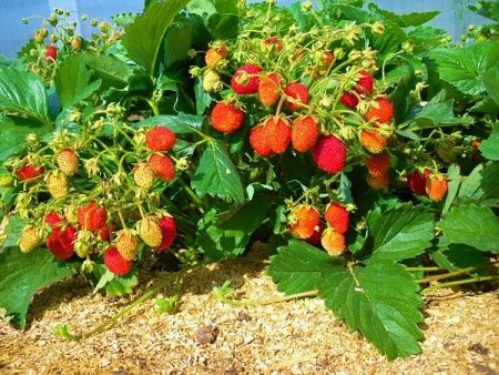 Земляника Машенька