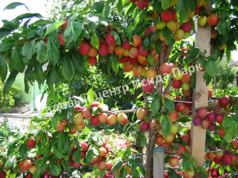 Слива Скороплодная