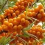 Облепиха Россиянка
