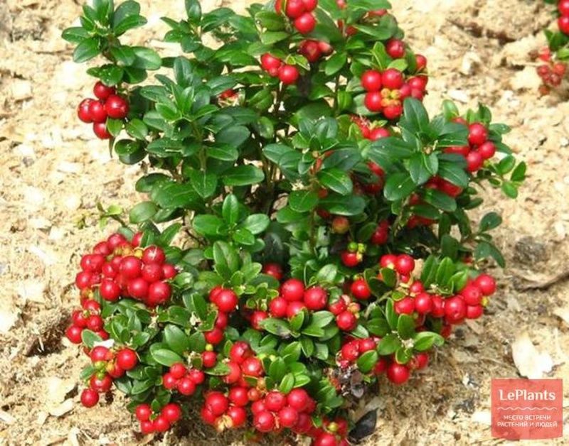 брусника рубин Брусника Рубин