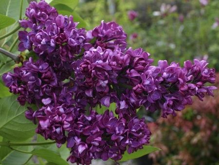 Сирень обыкновенная 'Charles Joly' (С3, 020-040)