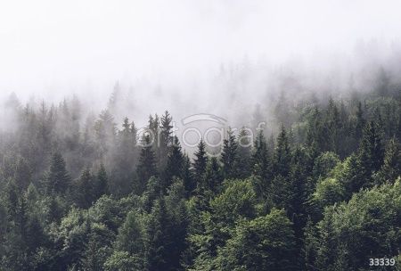 Туманный лес Art.33339