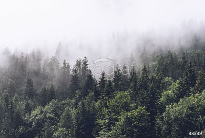 Туманный лес Art.33339