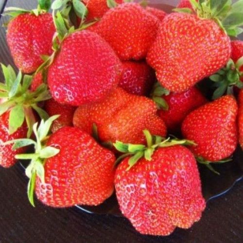 Земляника Дарселект