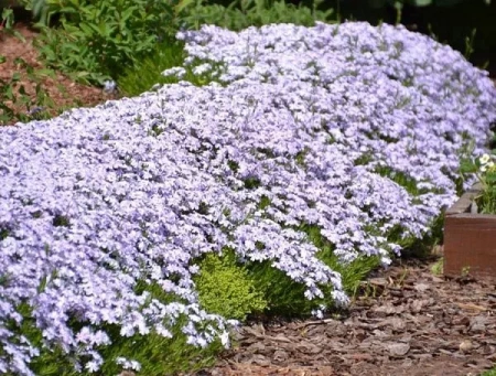 Флокс шиловидный 'Emerald Cushion Blue' (С2-С3)