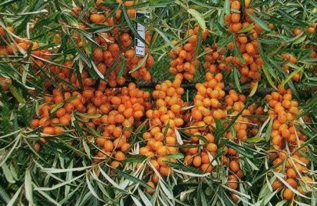 Облепиха Янтарная