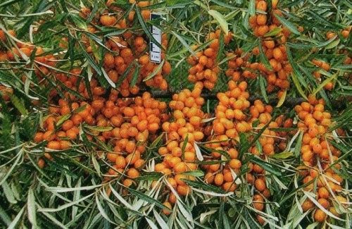 Облепиха Янтарная