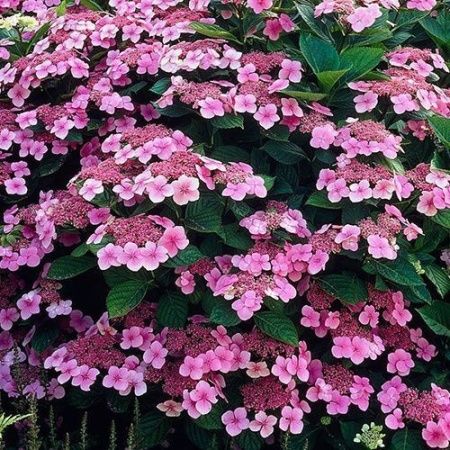 Гортензия крупнолистная "Mariesii Perfecta" (Маризи Перфекта)