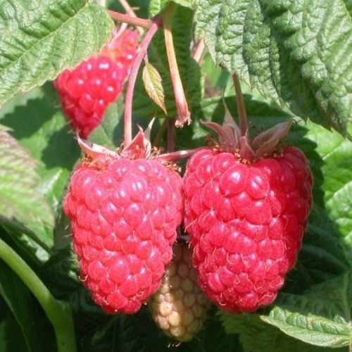 Малина Брянское диво