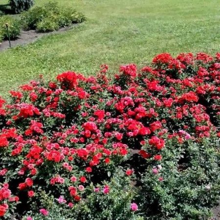 Роза бордюрная