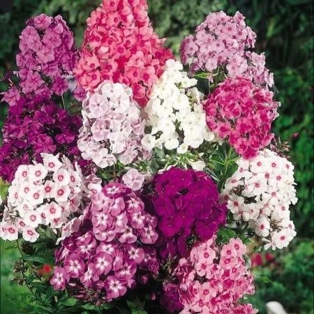 Флокс в ассортименте