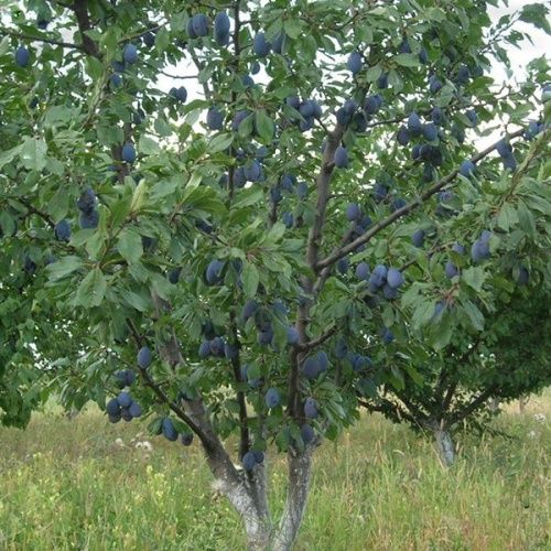 Слива Ренклод