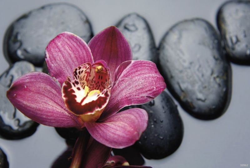 Фреска Орхидея на камнях Art.30962