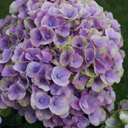 Гортензия крупнолистная "Magical Amethyst blauw" (Мэджикал Аметист Блау)