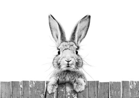 Фреска Любопытный кролик Art.33244