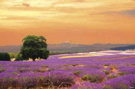 Лавандовое поле на закате Art.30850