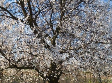 абрикос графиня Абрикос Графиня