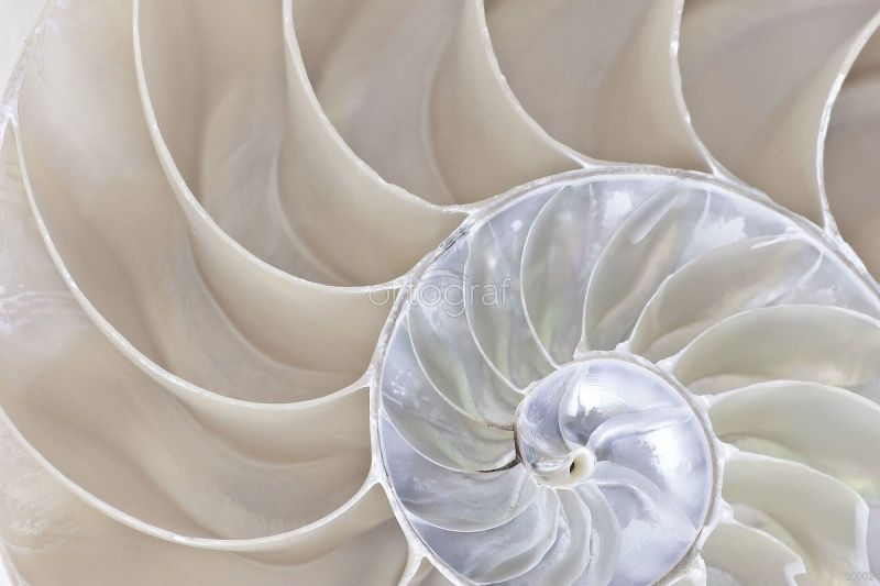 Фреска Перламутр Art.10002